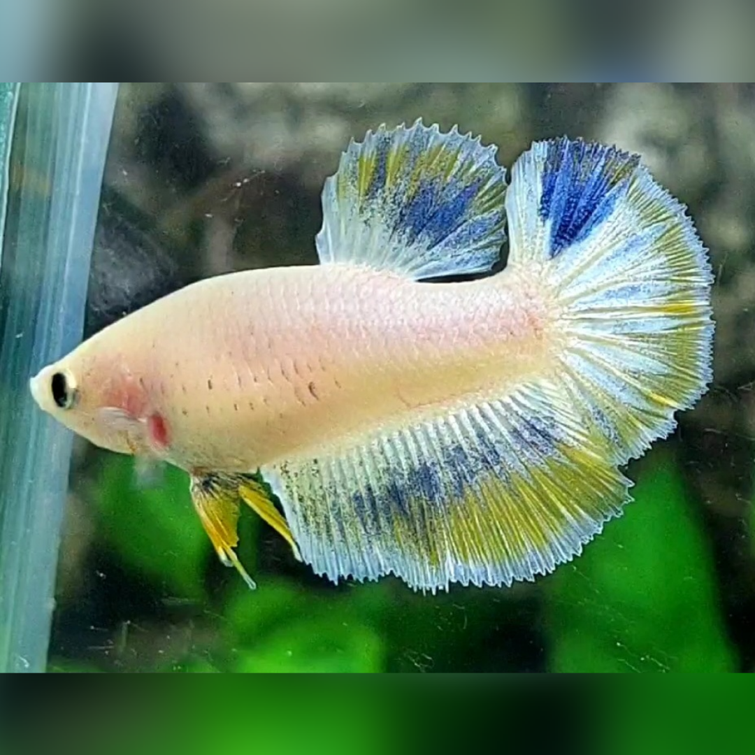 Yellow Skyblue Pastel Halfmoon Female For Sorority / Breed