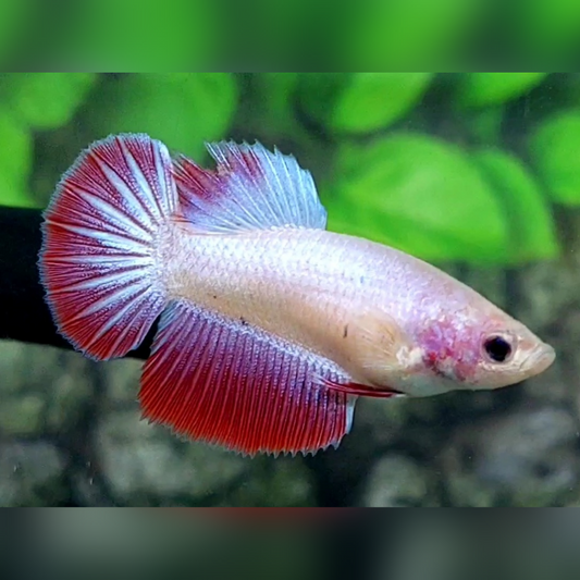 Red Pink Pastel Halfmoon Female For Sorority / Breed