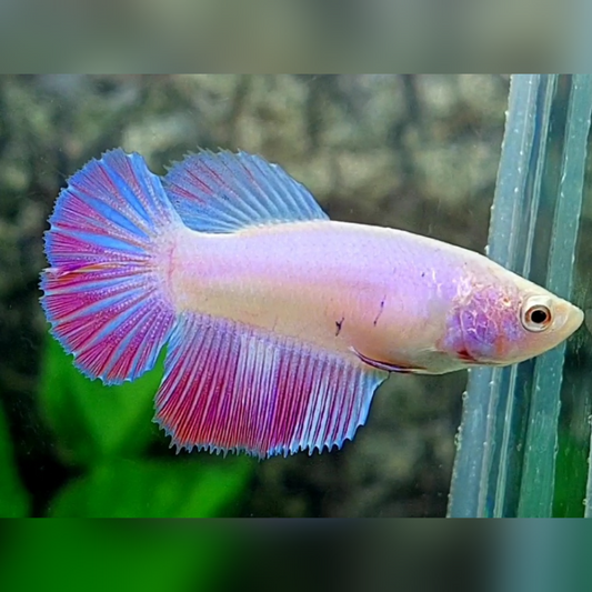 Pink Pastel Halfmoon Female For Sorority / Breed