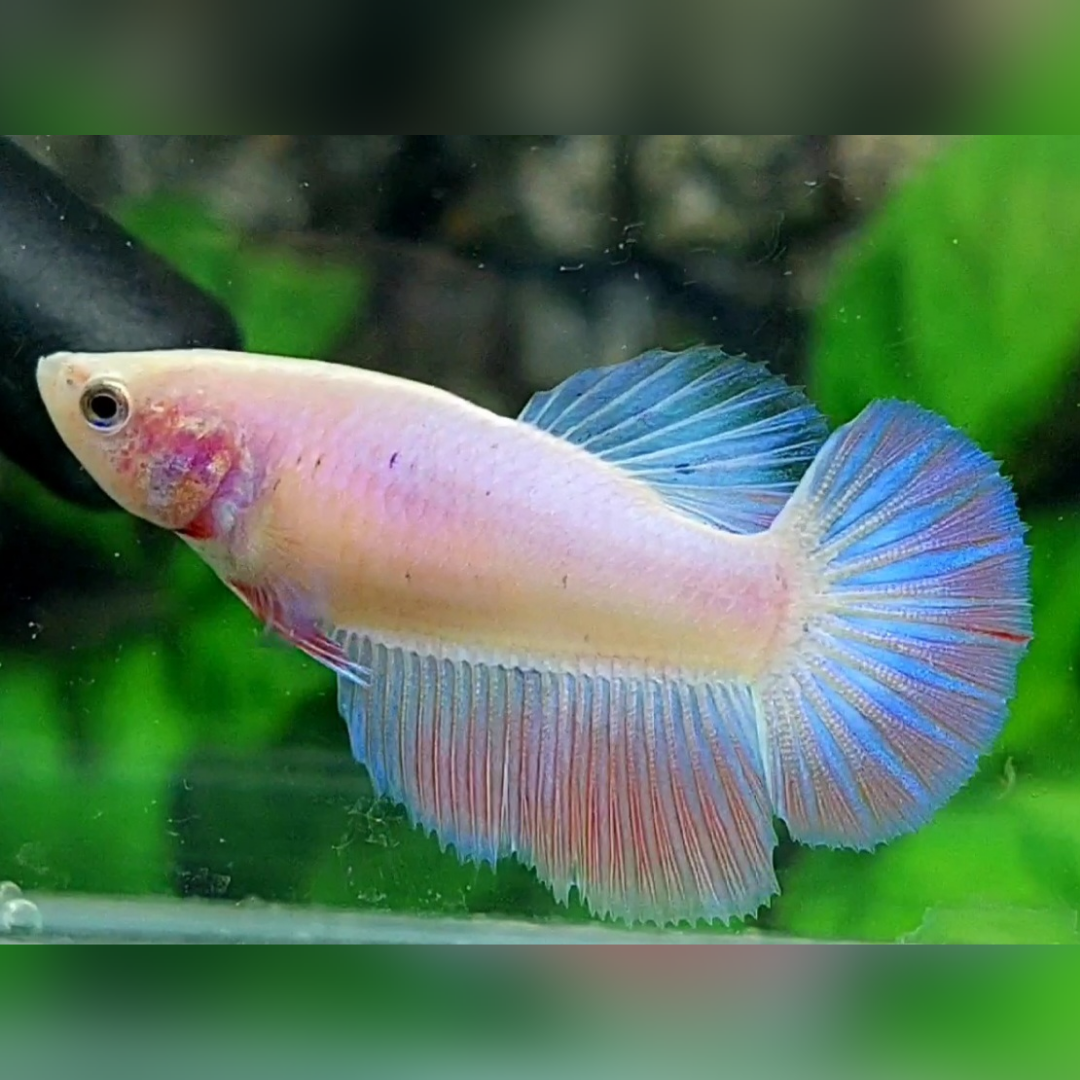 Pink Pastel Halfmoon Female For Sorority / Breed