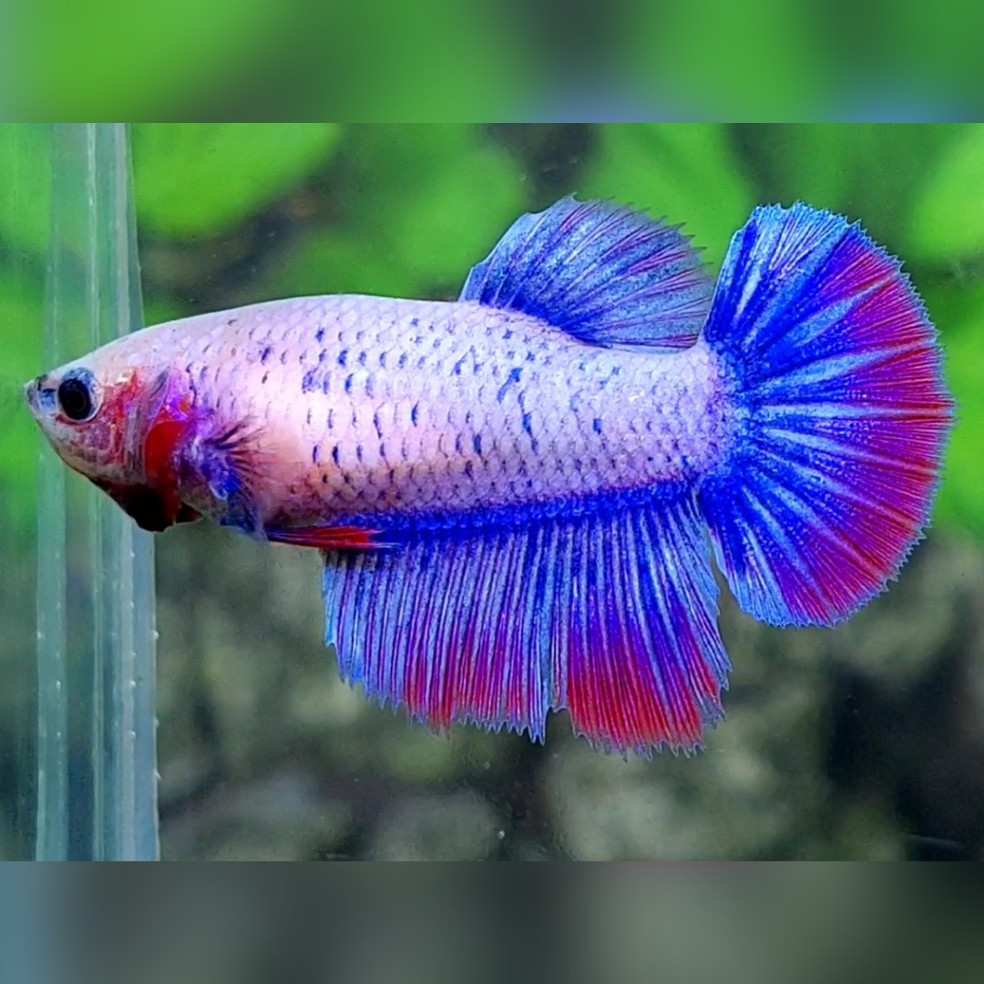 Pink Blue Pastel Halfmoon Female For Sorority / Breed