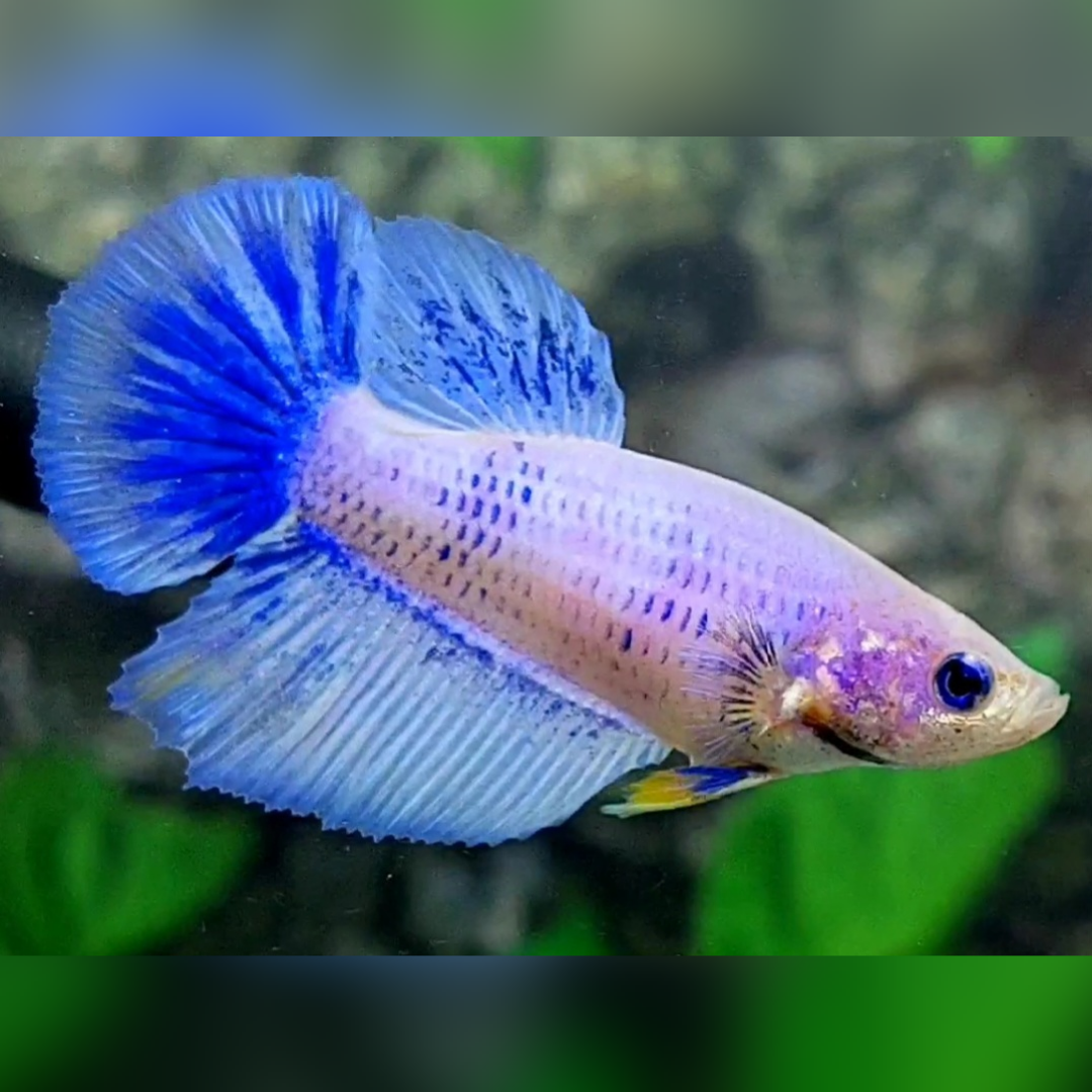 Pink Skyblue Pastel Halfmoon Female For Sorority / Breed