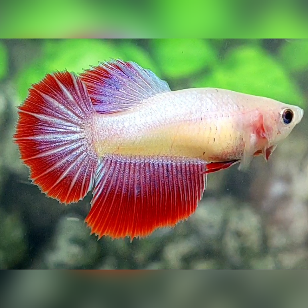 Red Pink Pastel Halfmoon Female For Sorority / Breed