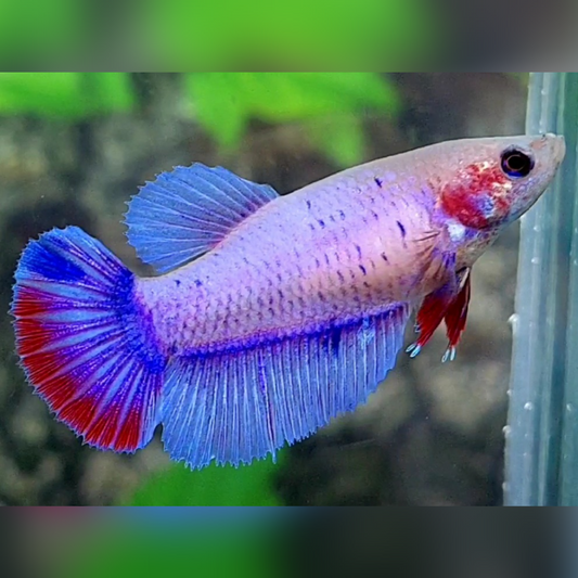 Pink Skyblue Pastel Halfmoon Female For Sorority / Breed