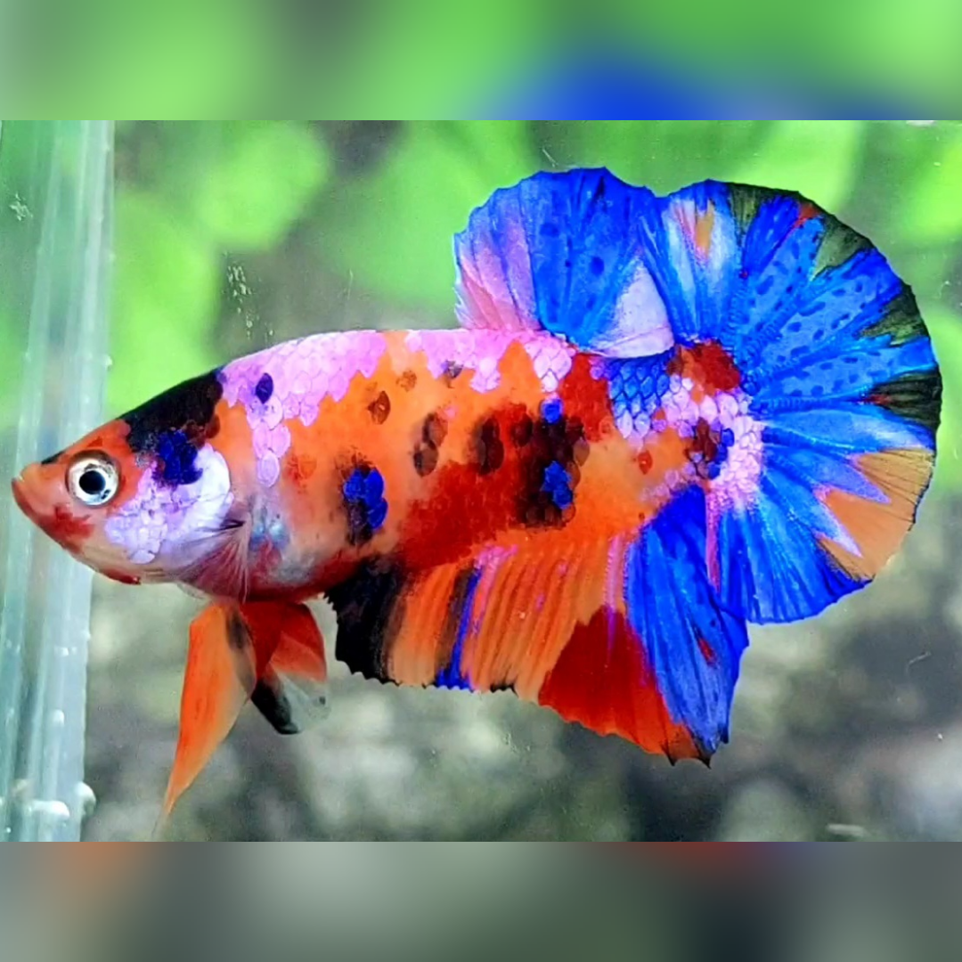 Multicolor Candy Galaxy Over HMPK Male