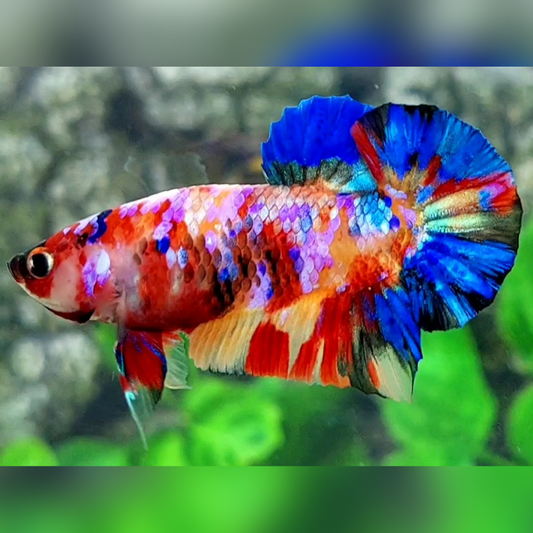 Multicolor Candy Galaxy Over HMPK Male