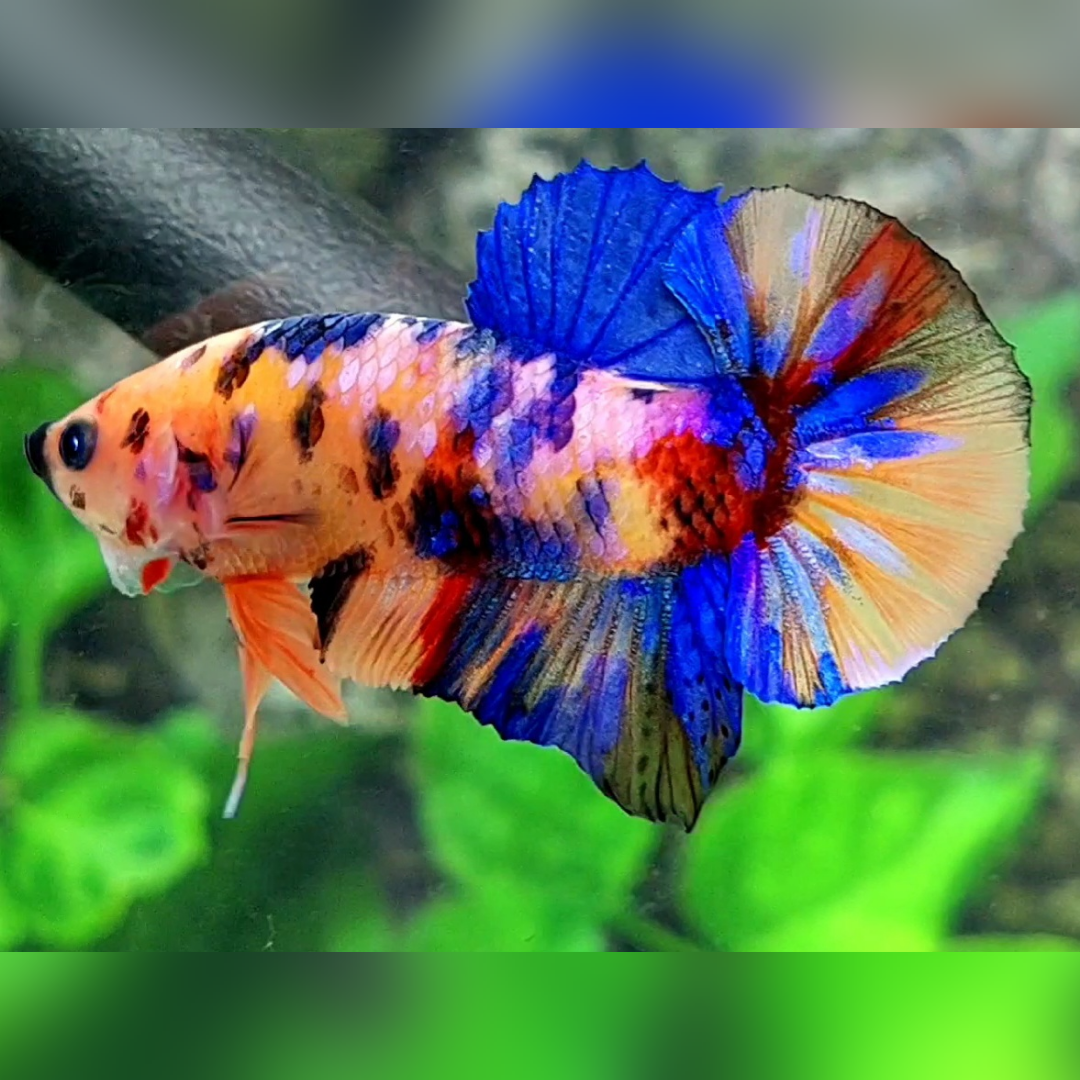 Multicolor Candy Galaxy Over HMPK Male