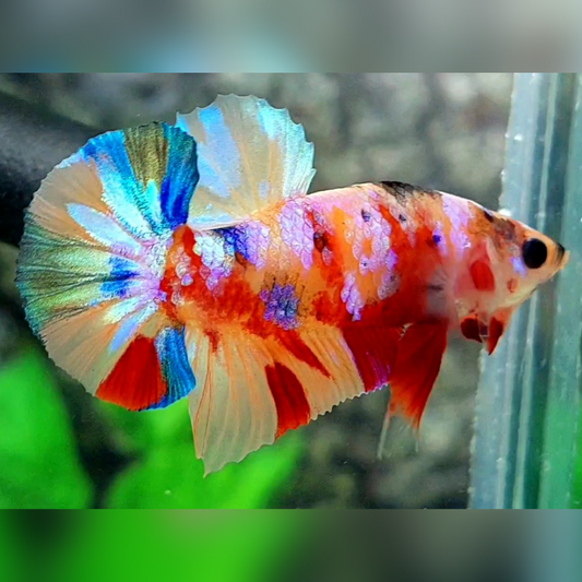 Multicolor Candy Galaxy Over HMPK Male