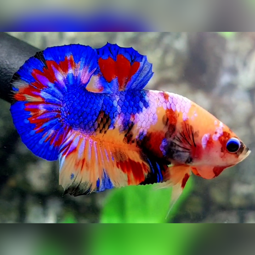 Multicolor Candy Galaxy Over HMPK Male