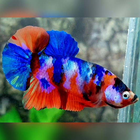 Multicolor Galaxy Over HMPK Male