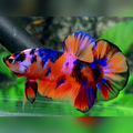 Multicolor Candy Galaxy Over HMPK Male
