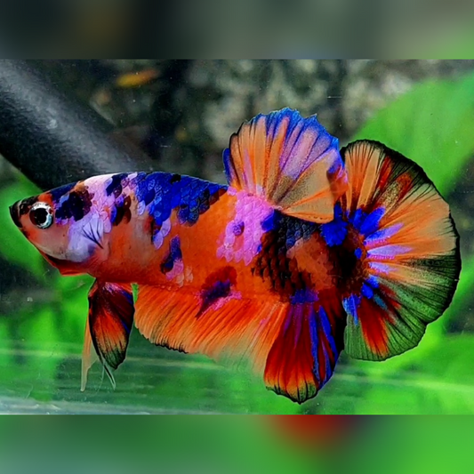 Multicolor Candy Galaxy Over HMPK Male