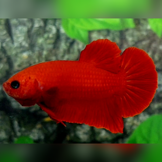 Super Red HMPK Male