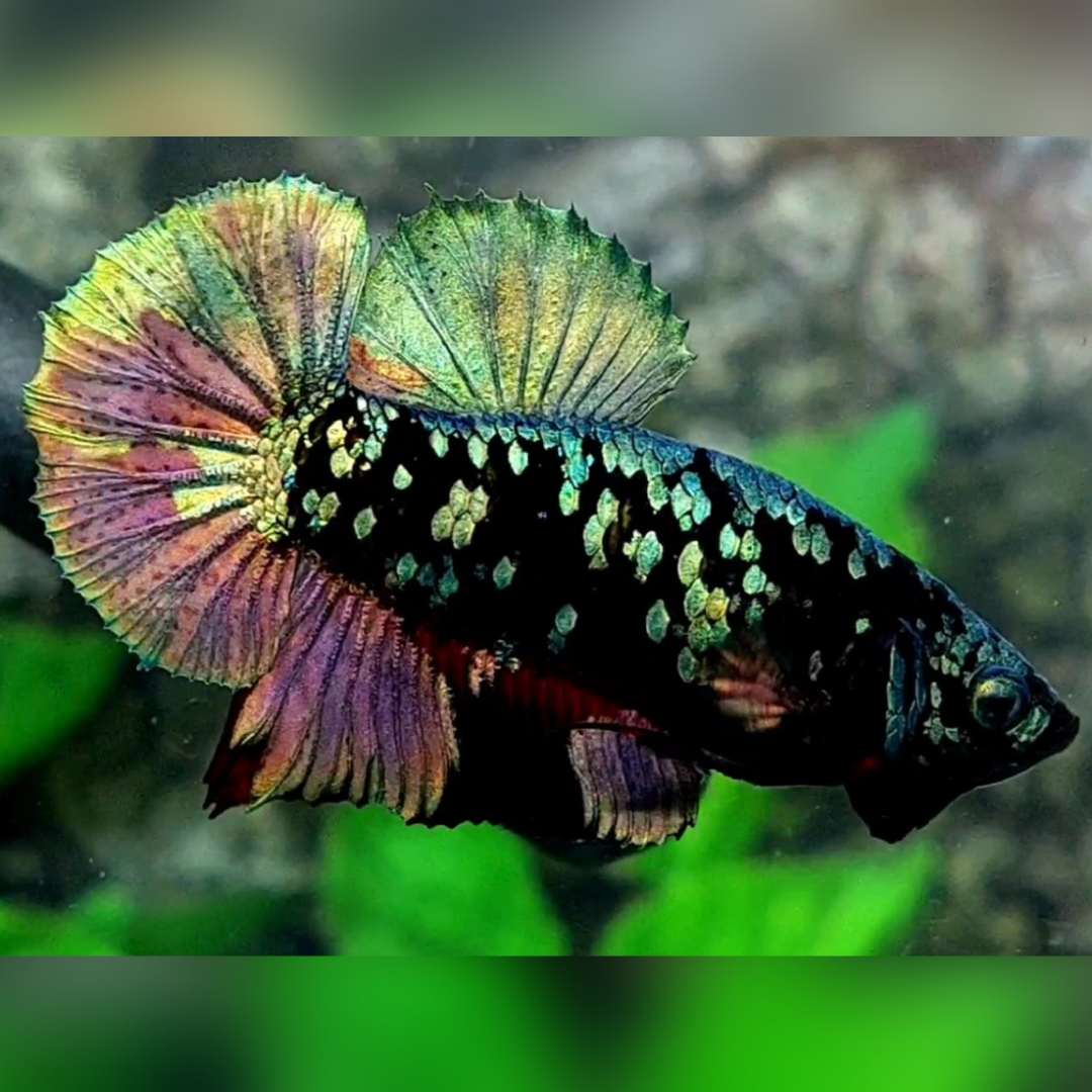 Avatar Copper Green Gold HMPK Male