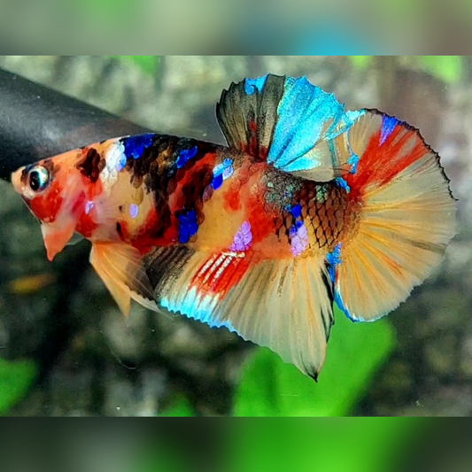 Multicolor Yellowbase Galaxy HMPK Male