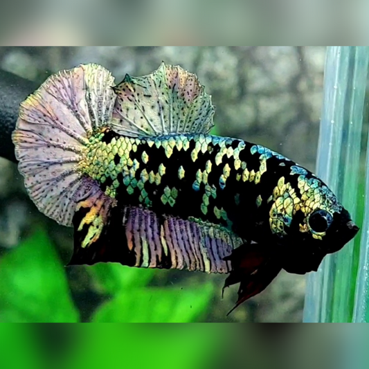 Avatar Copper Green Gold HMPK Male