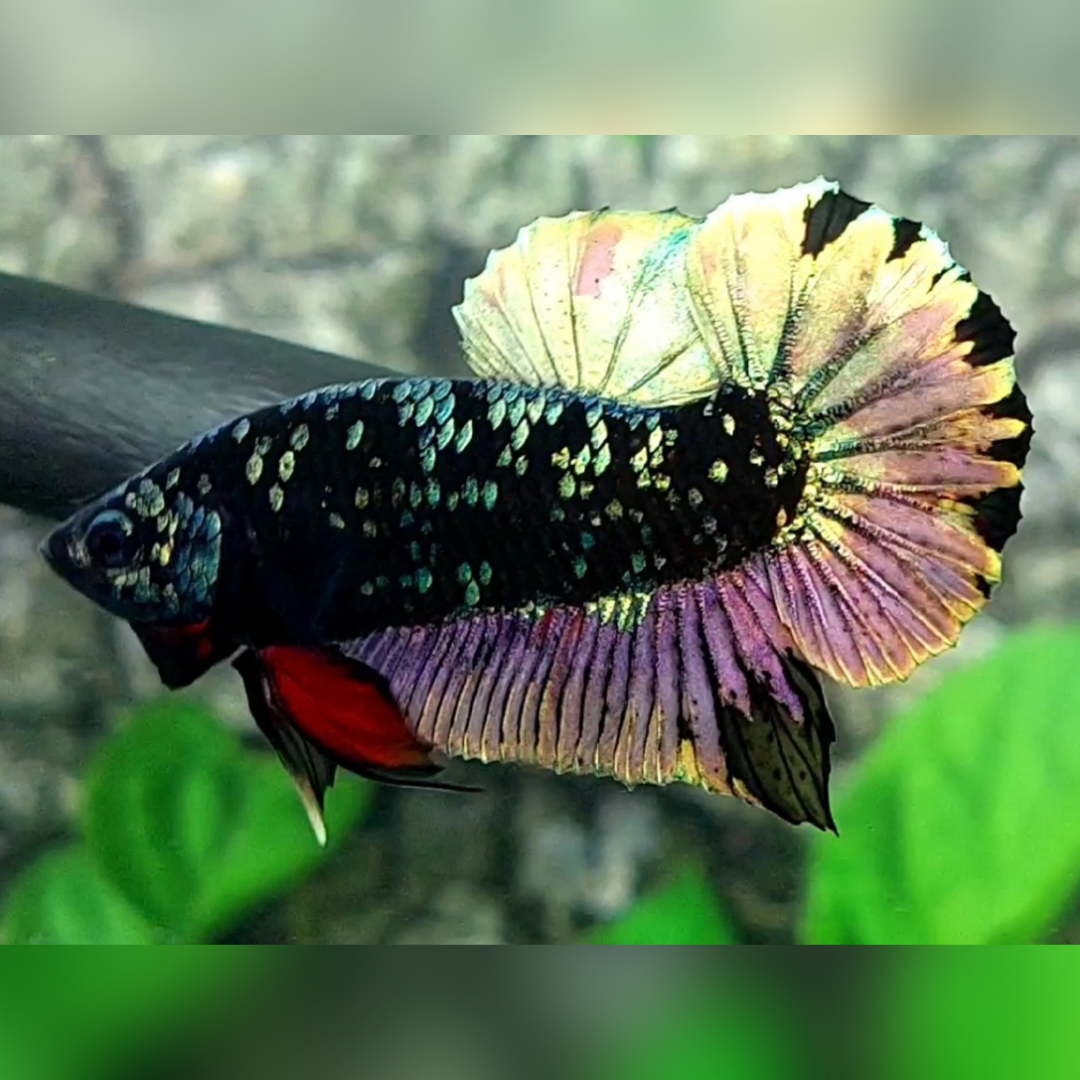 Avatar Copper Purple Gold HMPK Male