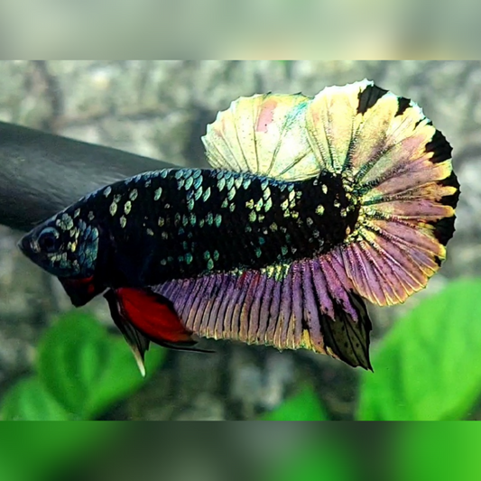 Avatar Copper Purple Gold HMPK Male