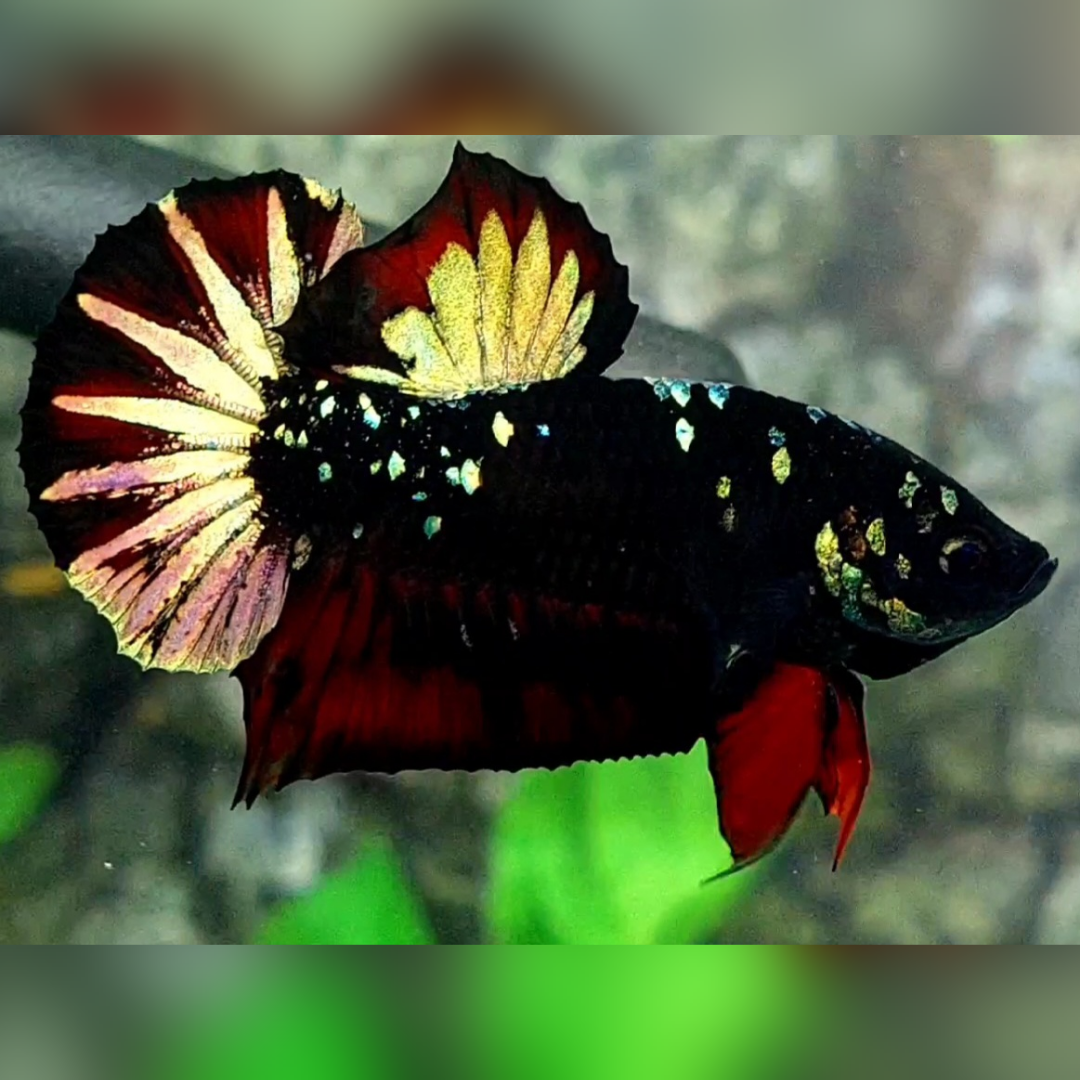 Blackstar Red Copper Gold Startail HMPK Male