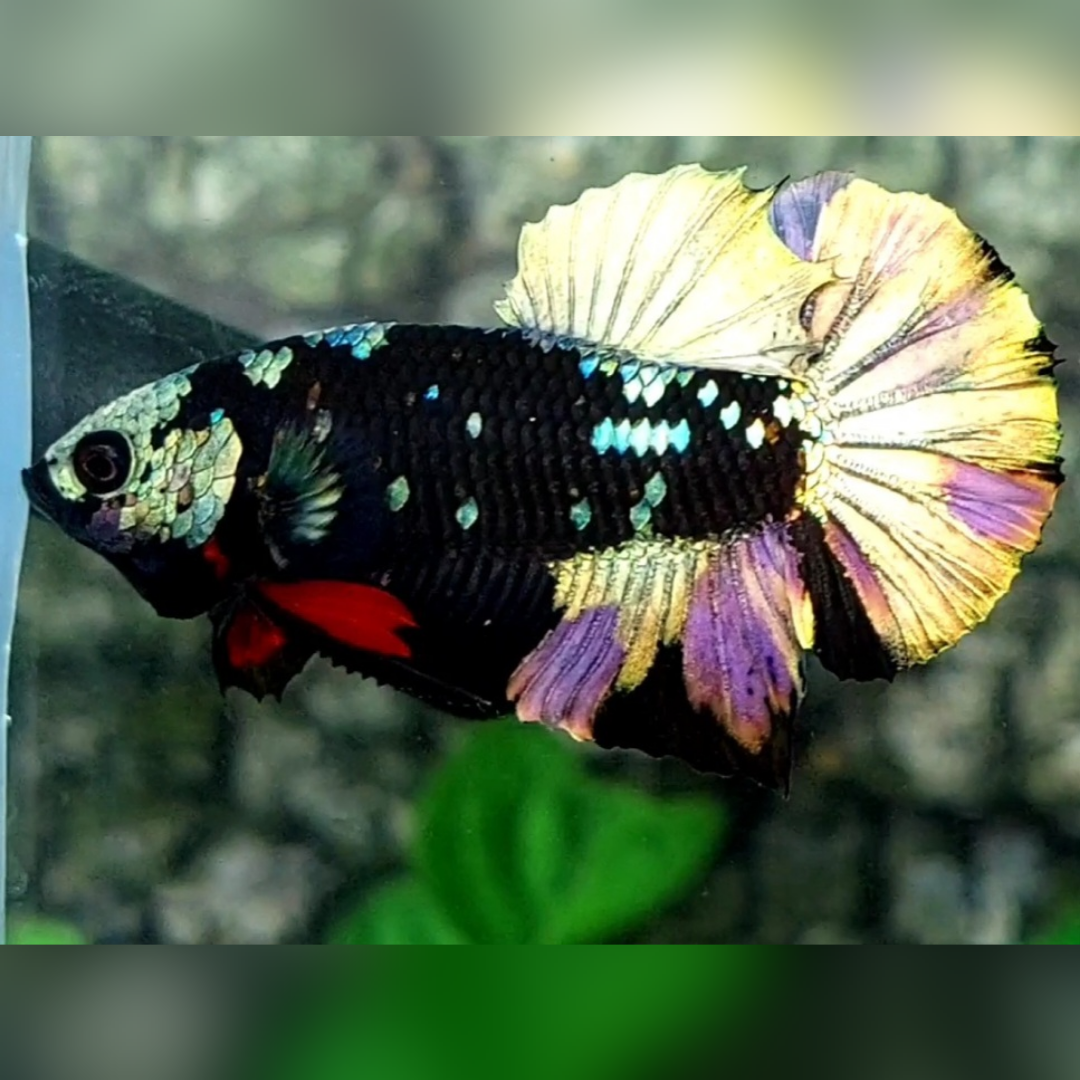 Blackstar Copper Purple Gold HMPK Male