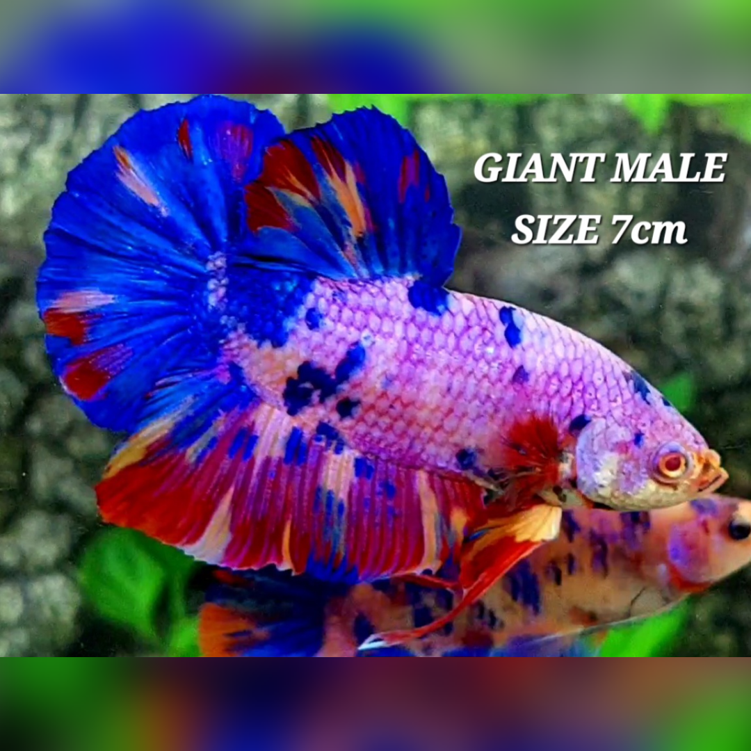 Multicolor Pink Candy JUMBO GIANT HMPK Male