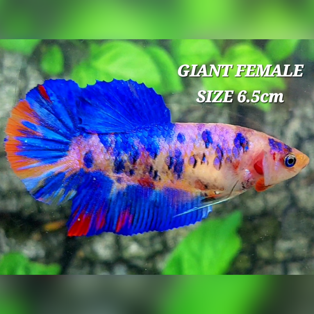 Multicolor Candy Galaxy JUMBO GIANT HMPK Female