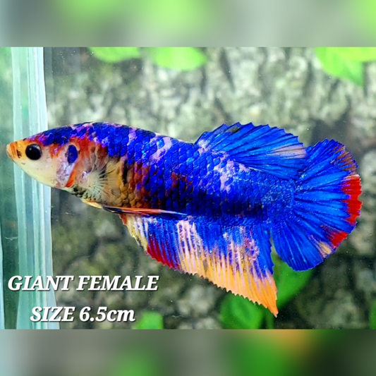 Multicolor JUMBO GIANT HMPK Female