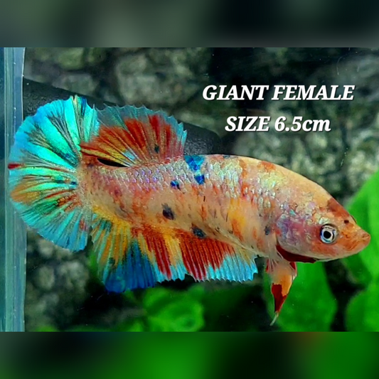 Multicolor Metalic JUMBO GIANT HMPK Female