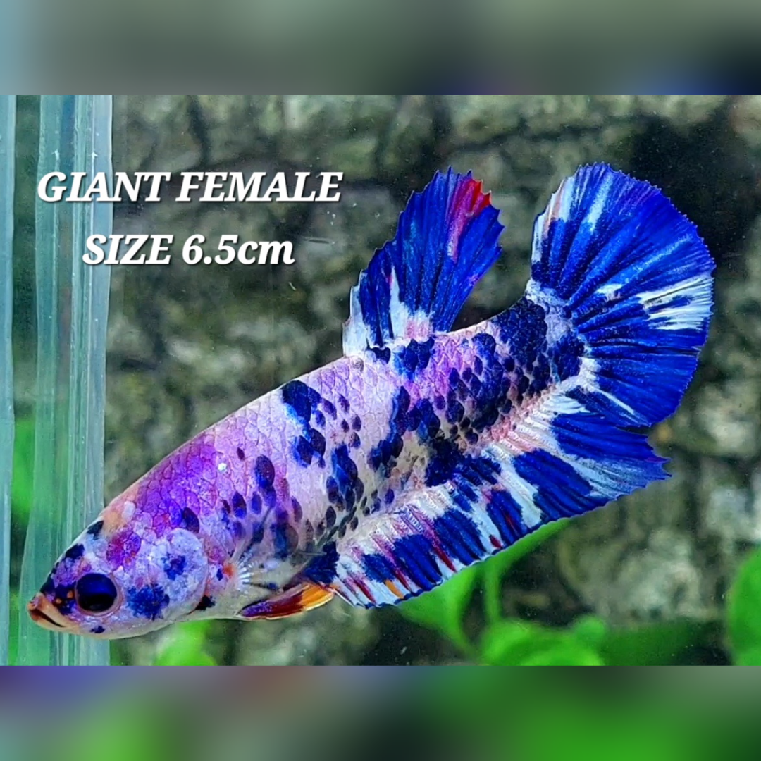 Multicolor Marble Candy JUMBO GIANT HMPK Female