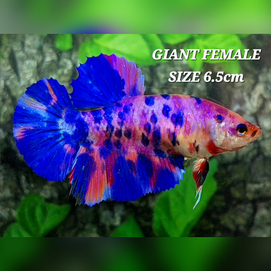 Multicolor Purple Candy JUMBO GIANT HMPK Female