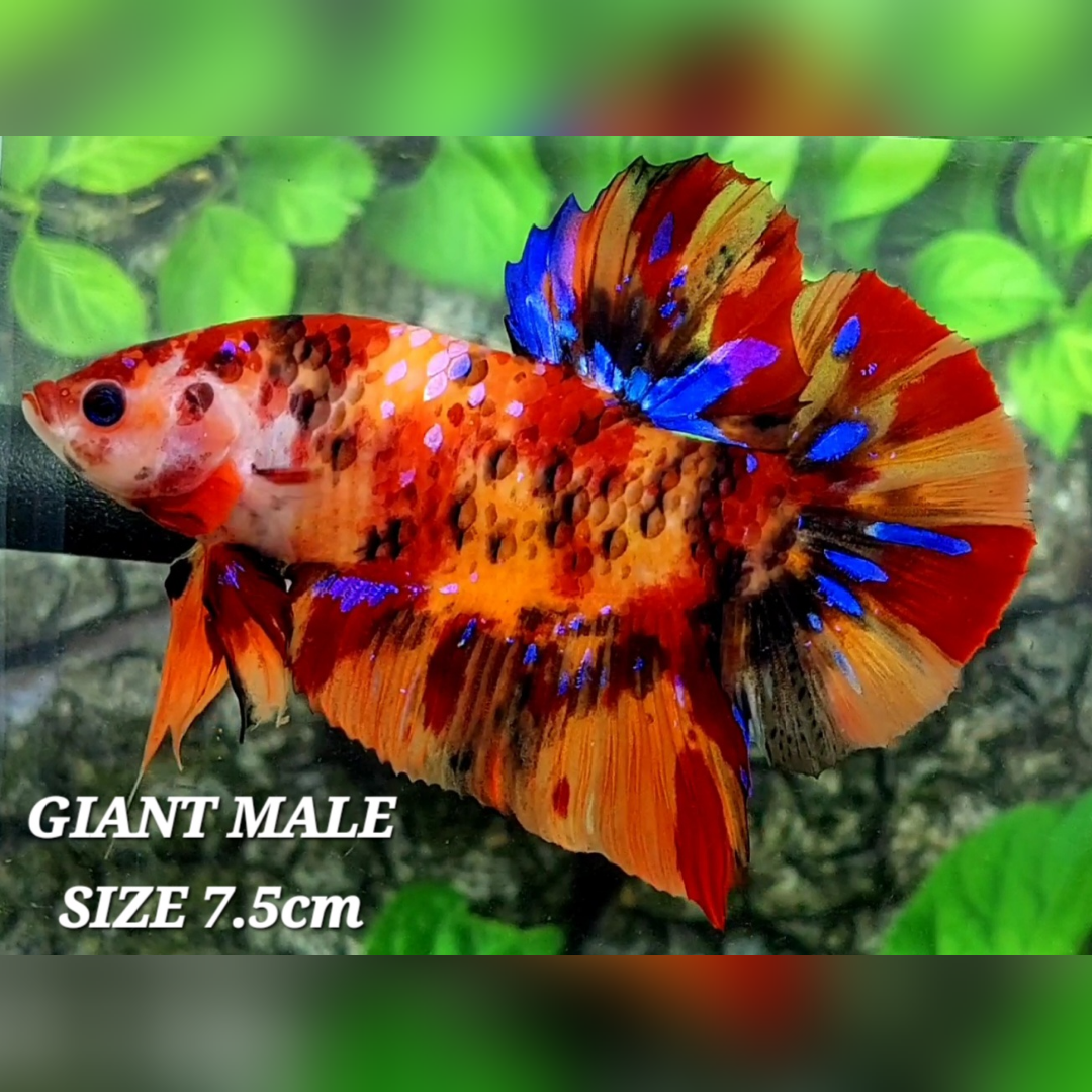 Multicolor Leopard Candy Galaxy JUMBO GIANT HMPK Male