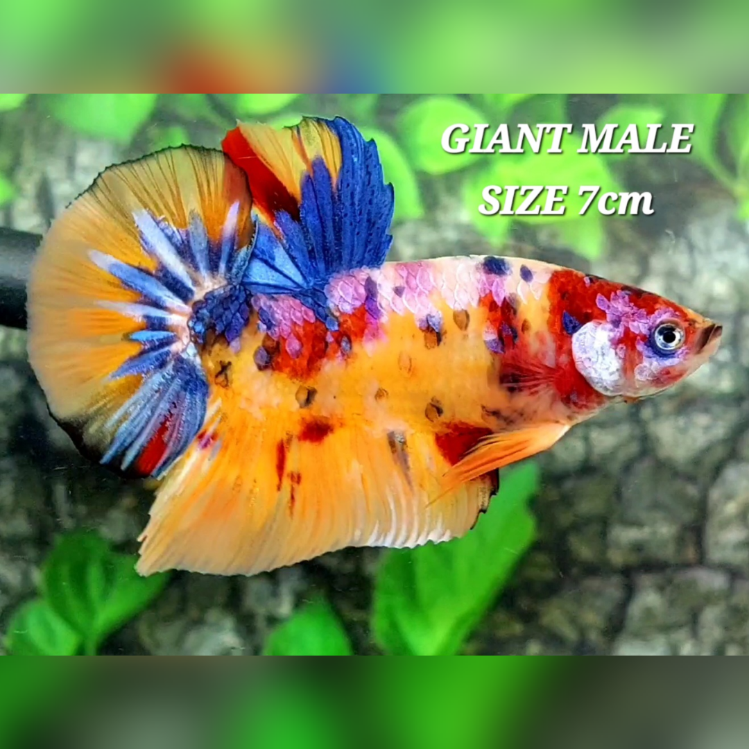 Multicolor Yellowbase Galaxy JUMBO GIANT HMPK Male