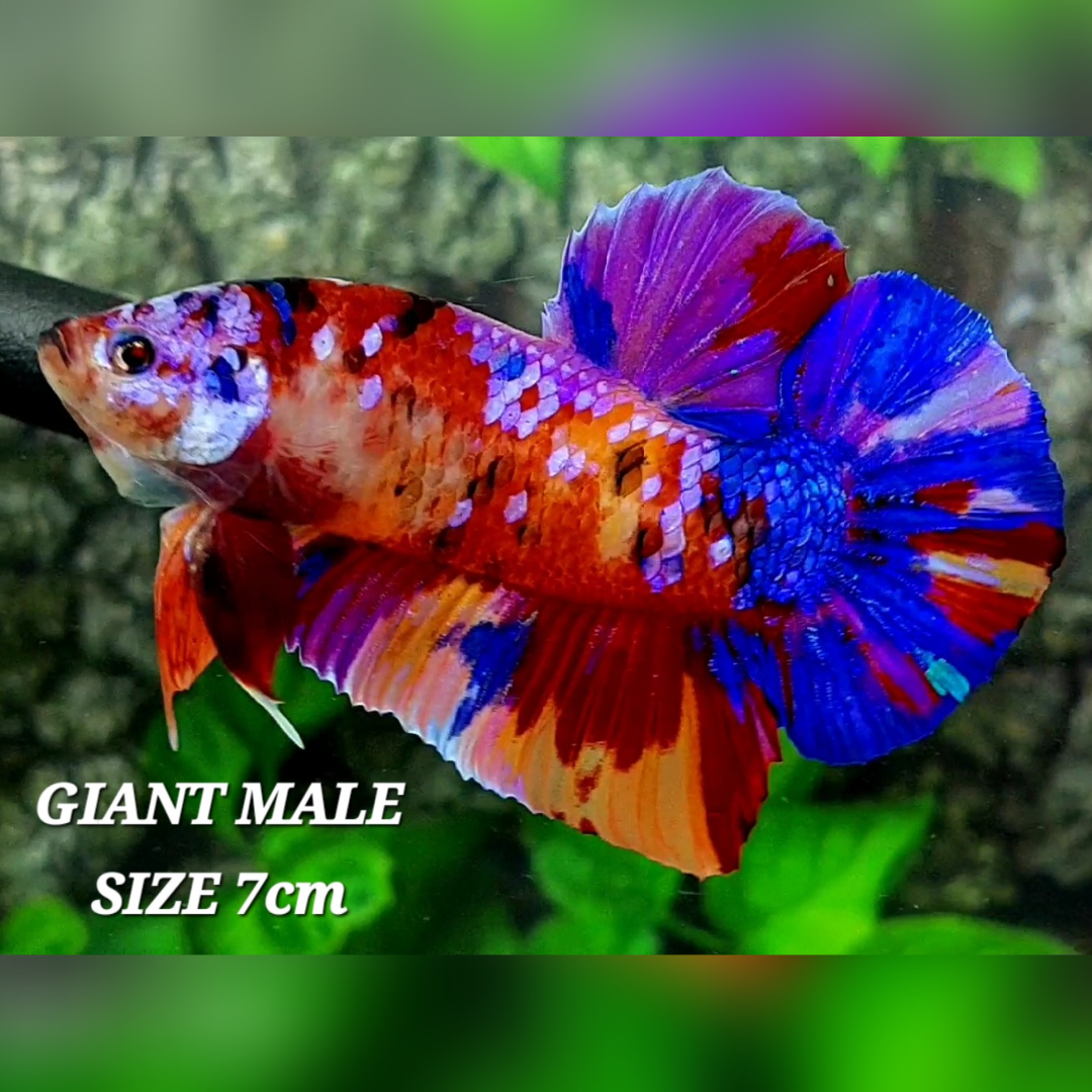 Multicolor Galaxy JUMBO GIANT HMPK Male