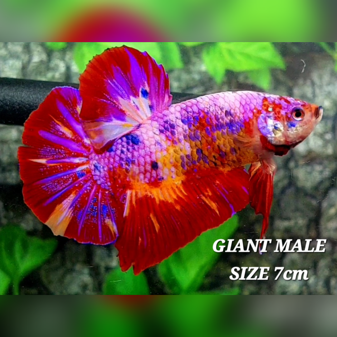 Multicolor Pink Purple Candy JUMBO GIANT HMPK Male