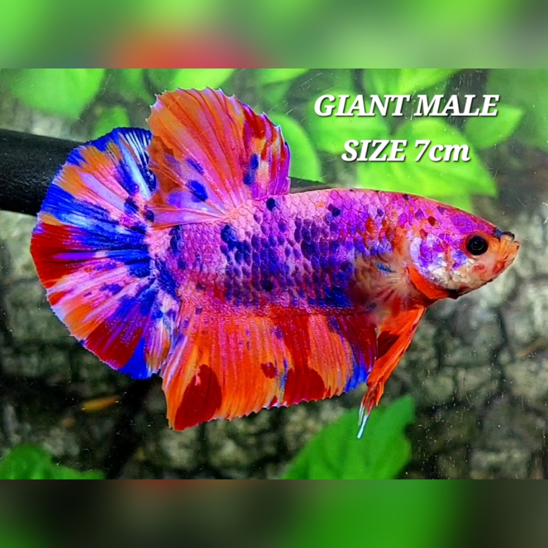 Multicolor Pink Purple Candy JUMBO GIANT HMPK Male