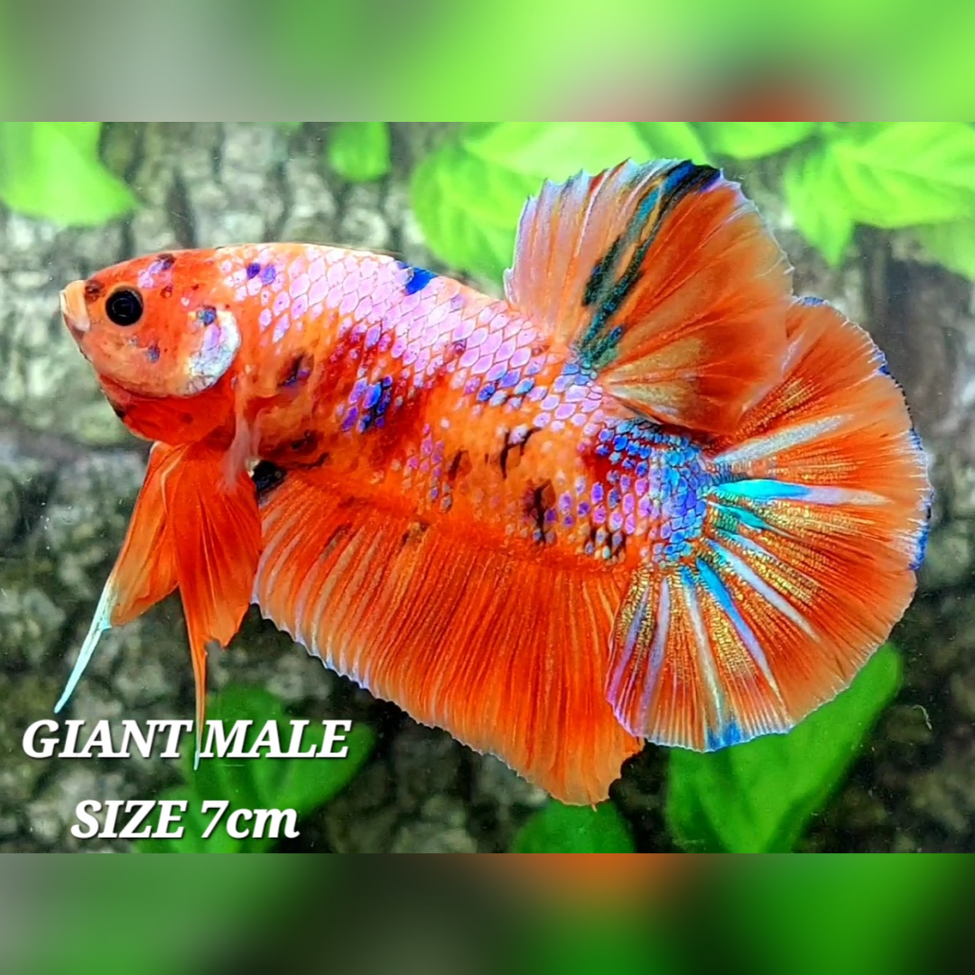 Multicolor Candy JUMBO GIANT HMPK Male