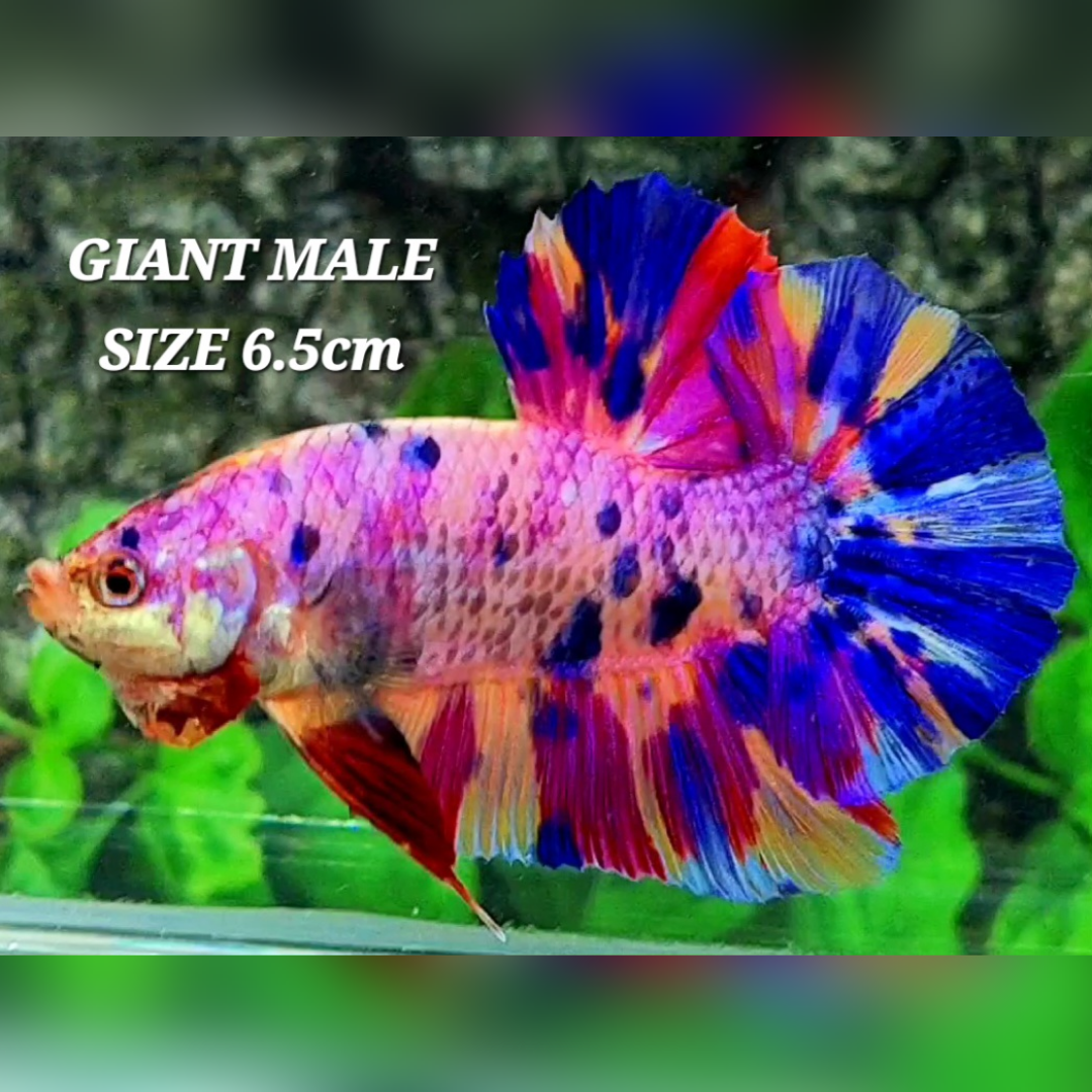 Multicolor Pink Candy JUMBO GIANT HMPK Male