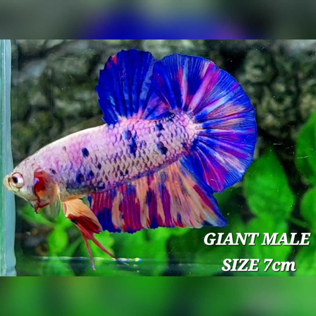 Multicolor Pink Candy JUMBO GIANT HMPK Male