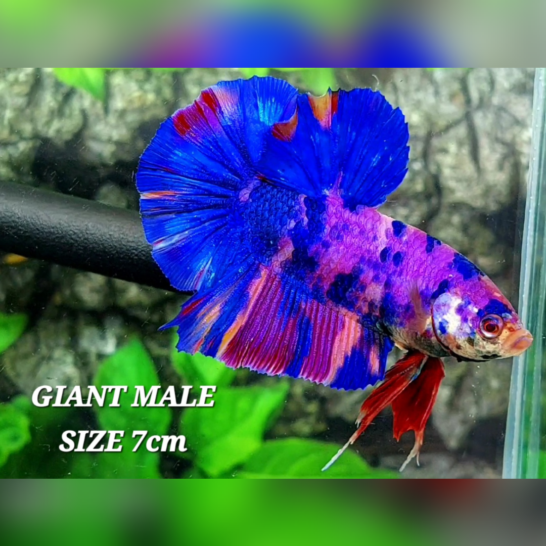 Multicolor Purple Candy JUMBO GIANT HMPK Male