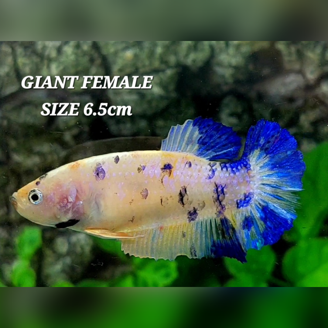 Marble JUMBO GIANT HMPK Female