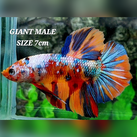 Multicolor Galaxy JUMBO GIANT HMPK Male