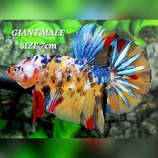 Multicolor Yellowbase Galaxy JUMBO GIANT HMPK Male