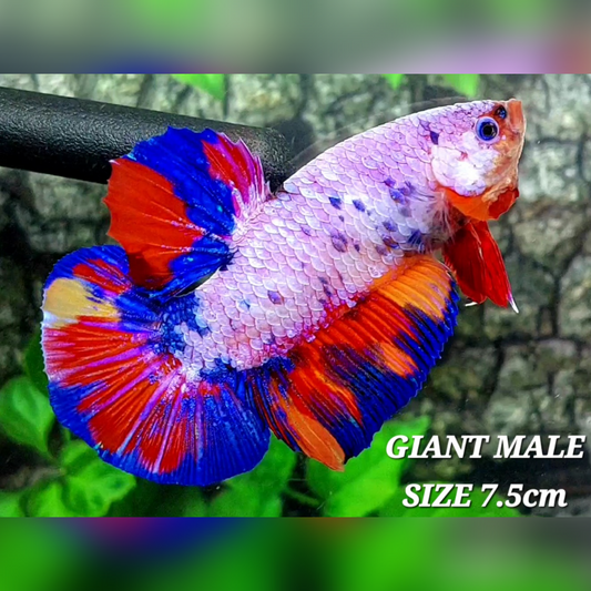 Multicolor Pink Candy JUMBO GIANT HMPK Male