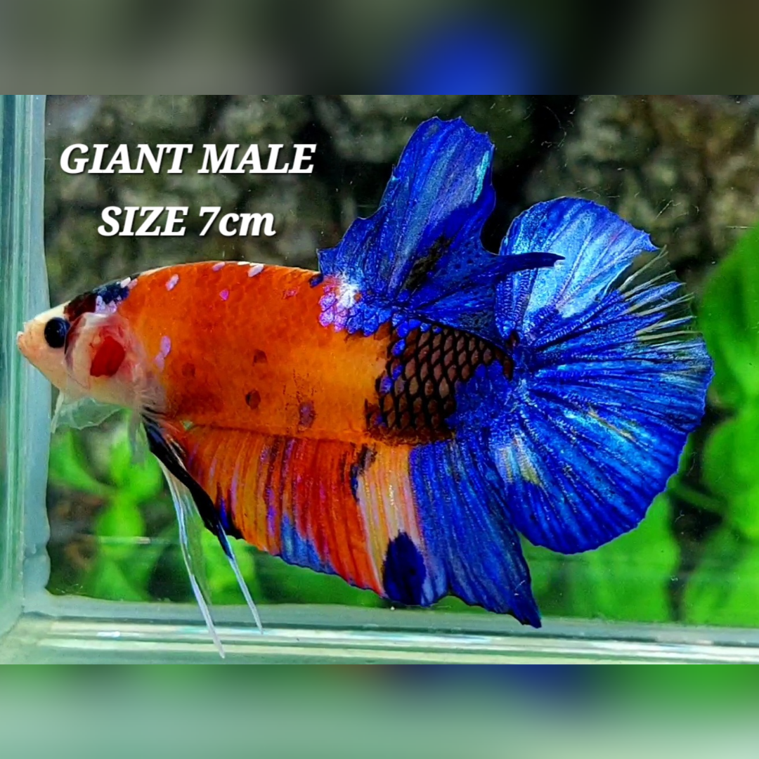 Multicolor Candy Galaxy JUMBO GIANT HMPK Male