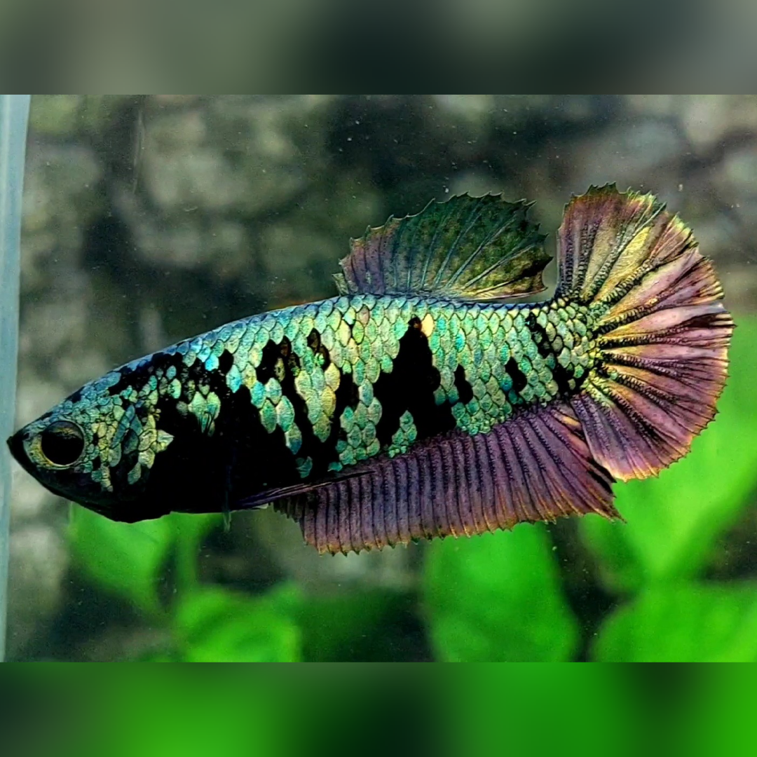 Avatar Copper HMPK Female For Sorority / Breed