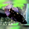 Blackstar Purple Copper HMPK Female For Sorority / Breed