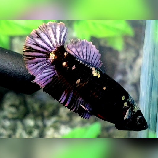 Blackstar Purple Copper HMPK Female For Sorority / Breed