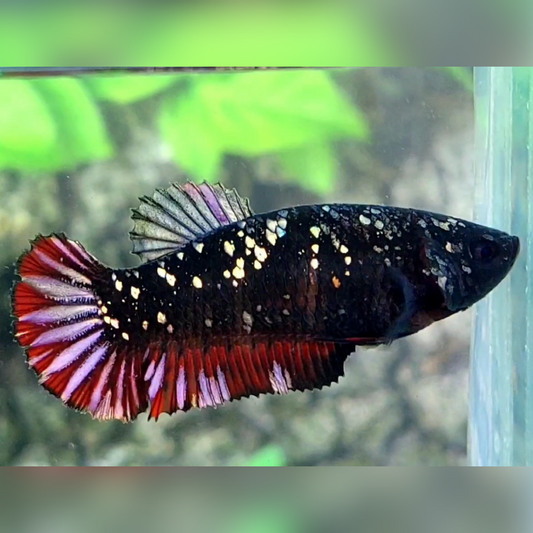 Blackstar Red Copper Nebula HMPK Female For Sorority / Breed