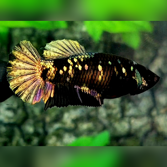 Blackstar Copper Gold HMPK Female For Sorority / Breed