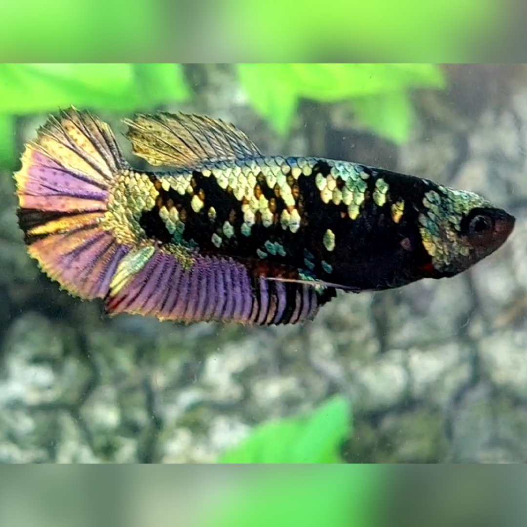 Avatar Copper Purple Gold HMPK Female For Sorority / Breed